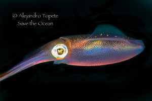 Squid colors, Veracruz México by Alejandro Topete 